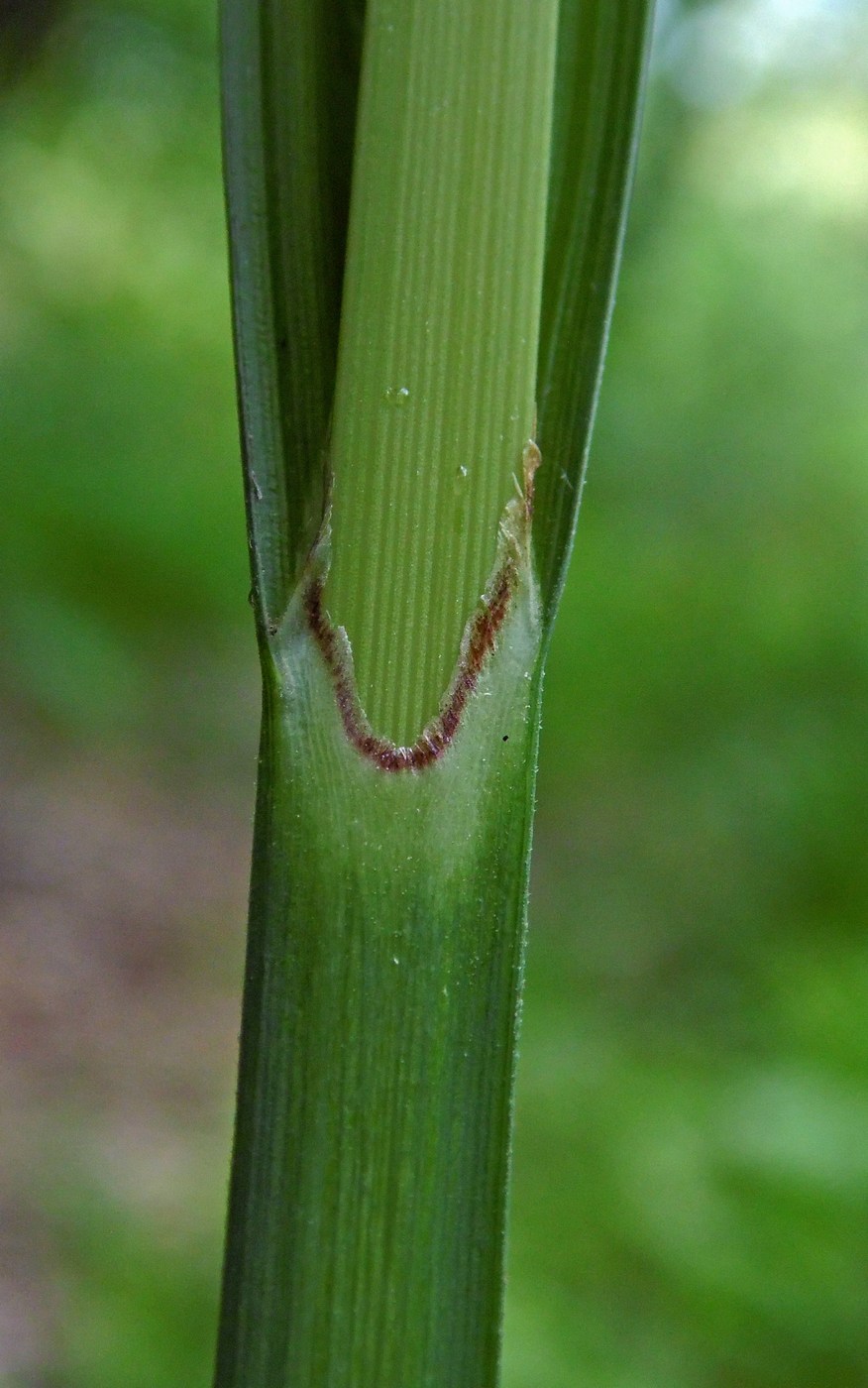 Изображение особи Carex pendula.