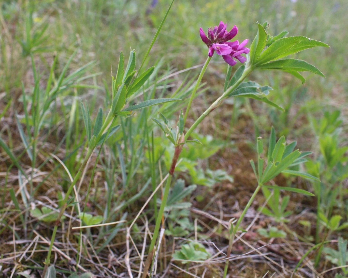 Image of Trifolium lupinaster specimen.