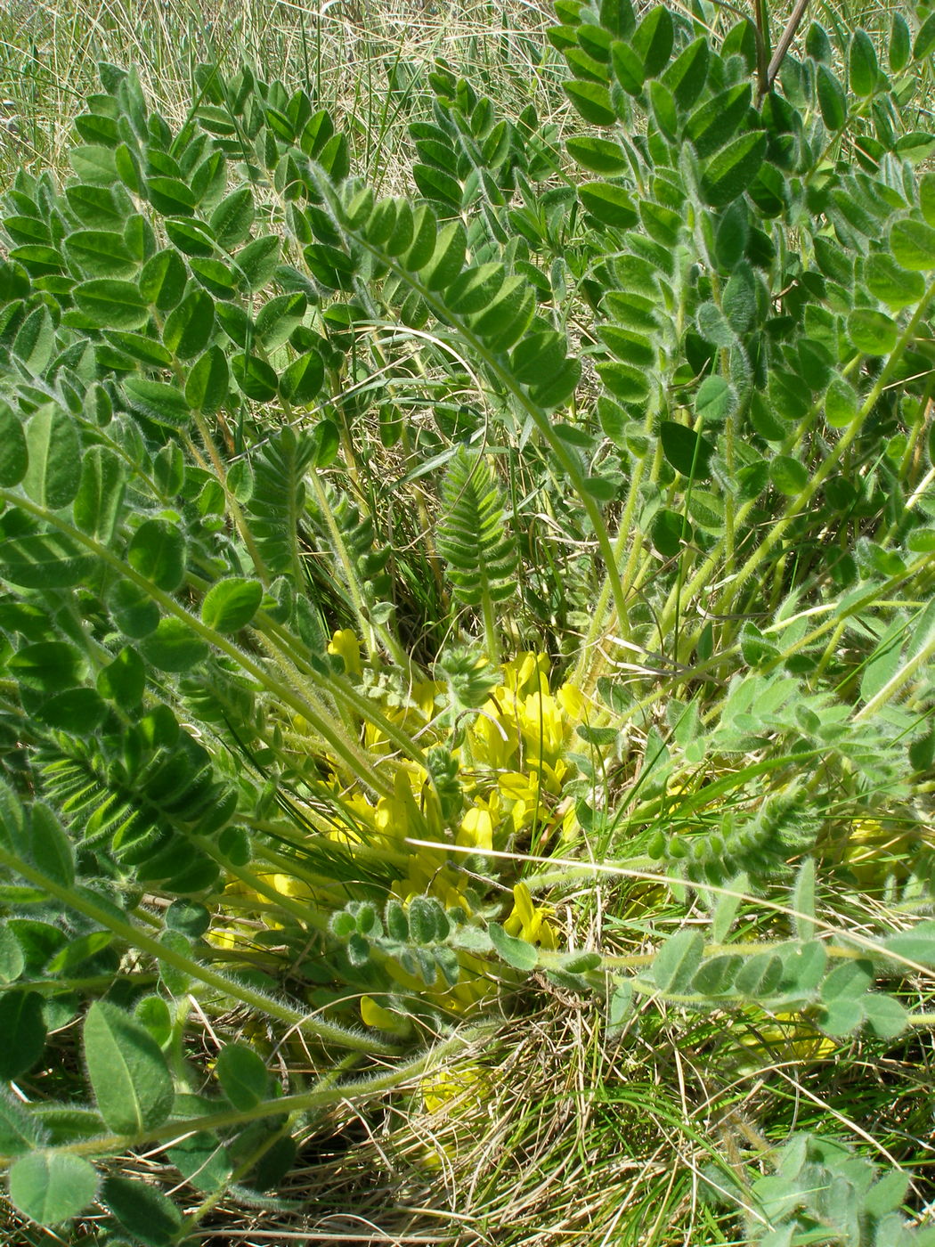 Image of Astragalus pubiflorus specimen.