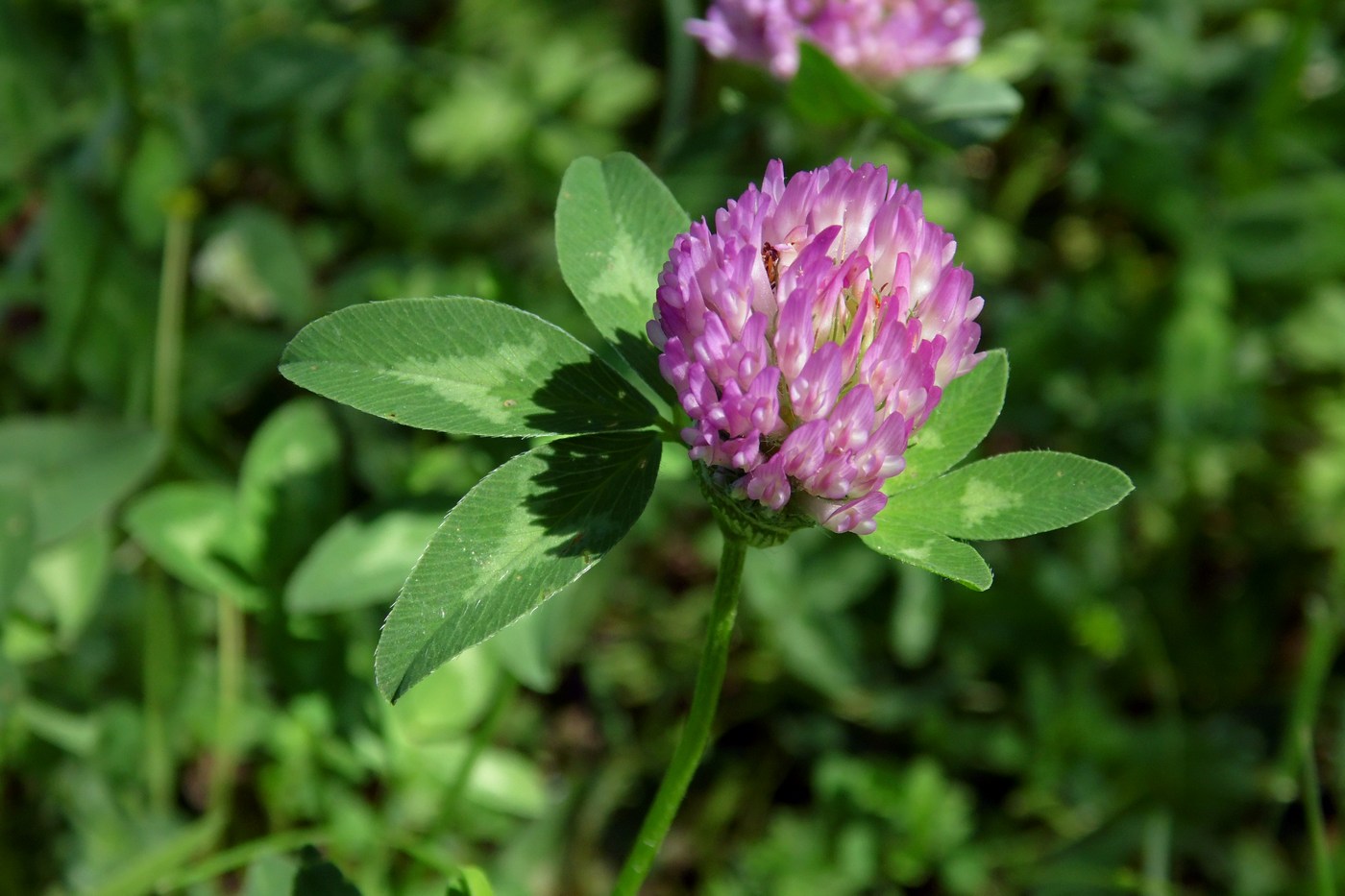 Изображение особи Trifolium pratense.