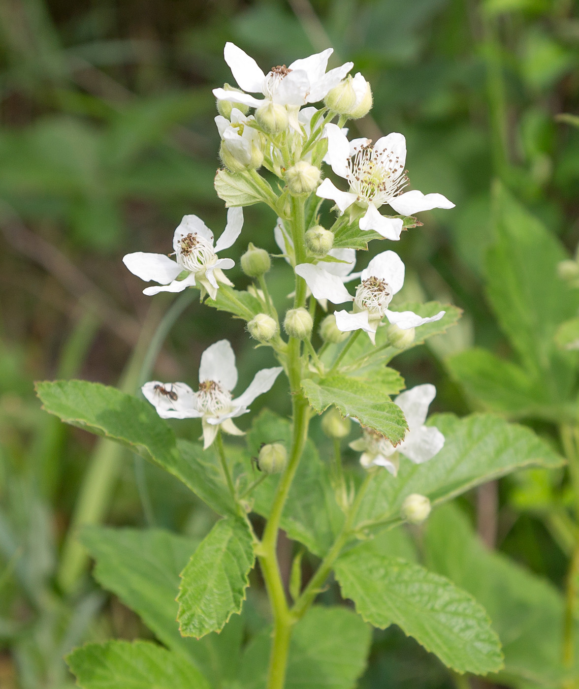 Изображение особи род Rubus.