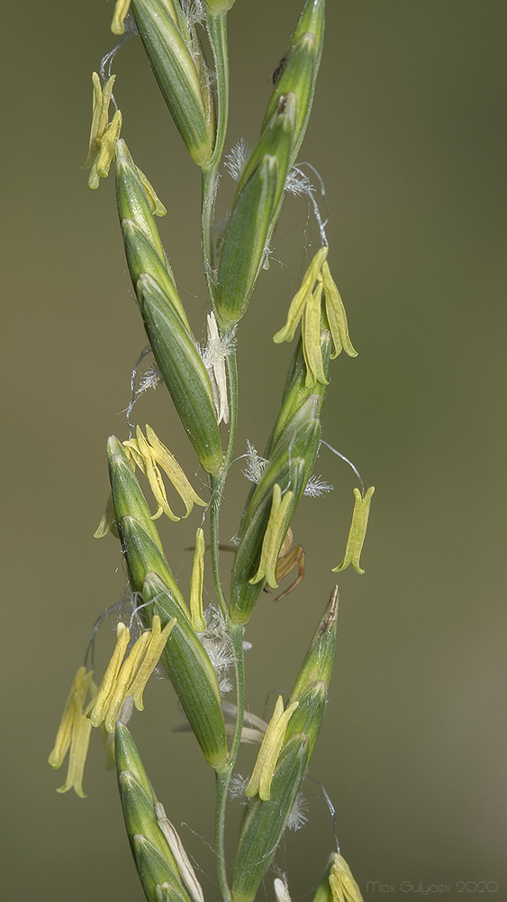 Image of Elytrigia elongatiformis specimen.