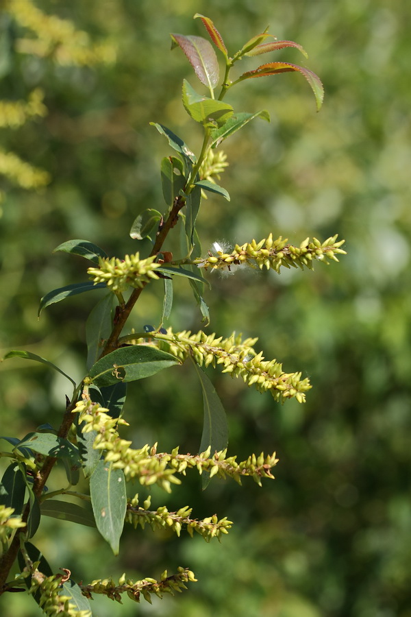 Image of Salix pentandra specimen.