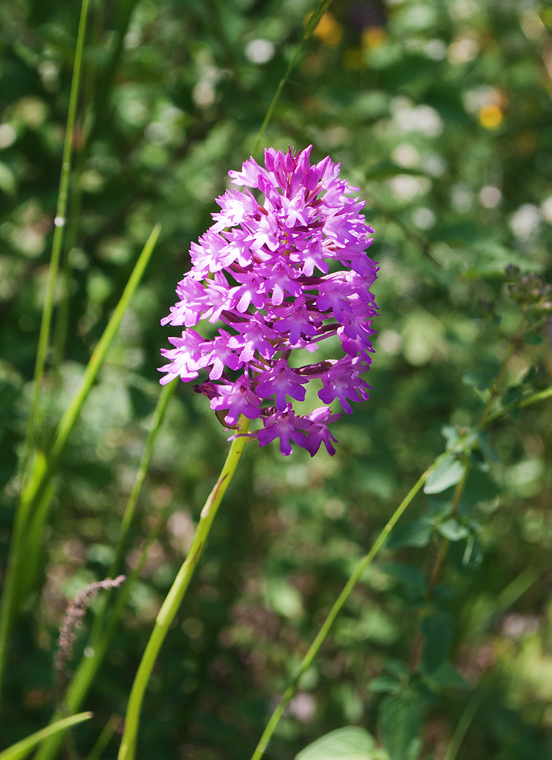 Изображение особи Anacamptis pyramidalis.