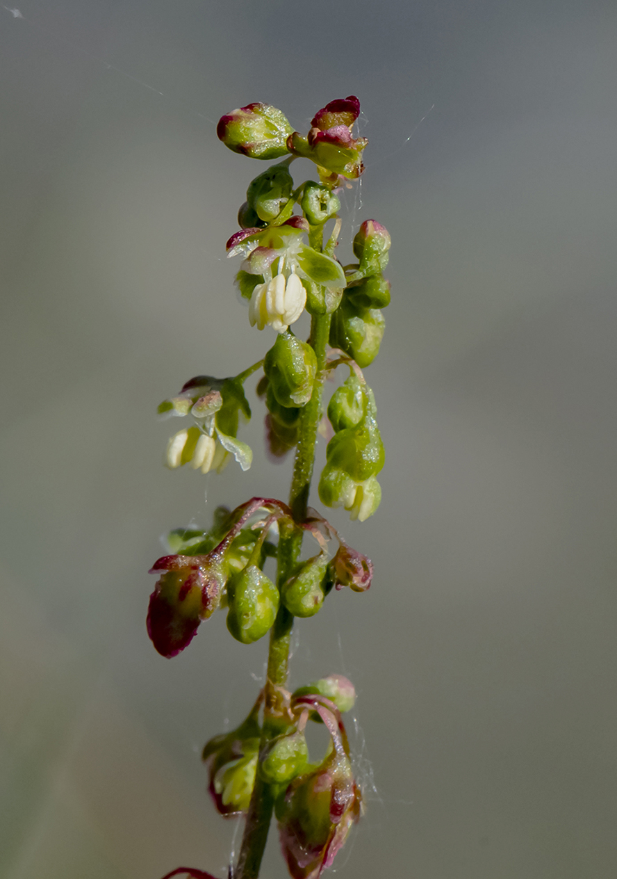 Image of Rumex confertus specimen.