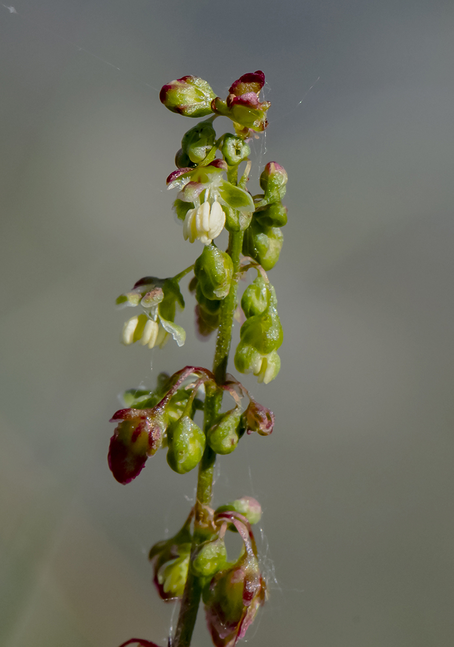 Изображение особи Rumex confertus.