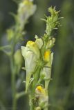 genus Linaria. Верхушка соцветия. Крым, Бахчисарайский р-н, окр. с. Речное, пустырь (луг) между двумя садами. 10.07.2020.