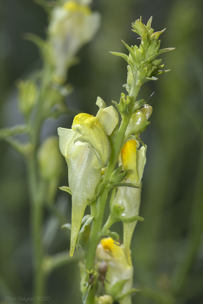 Изображение особи род Linaria.