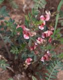 Indigofera heterotricha. Часть цветущего растения. Намибия, регион Khoma, ок. 40 км западнее г. Виндхук, \"Eagle Rock Guest Farm\"; плато Khomas, ок. 1900 м н. у. м., саванновое редколесье. 26.02.2020.
