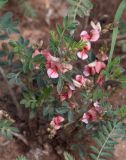 Indigofera heterotricha