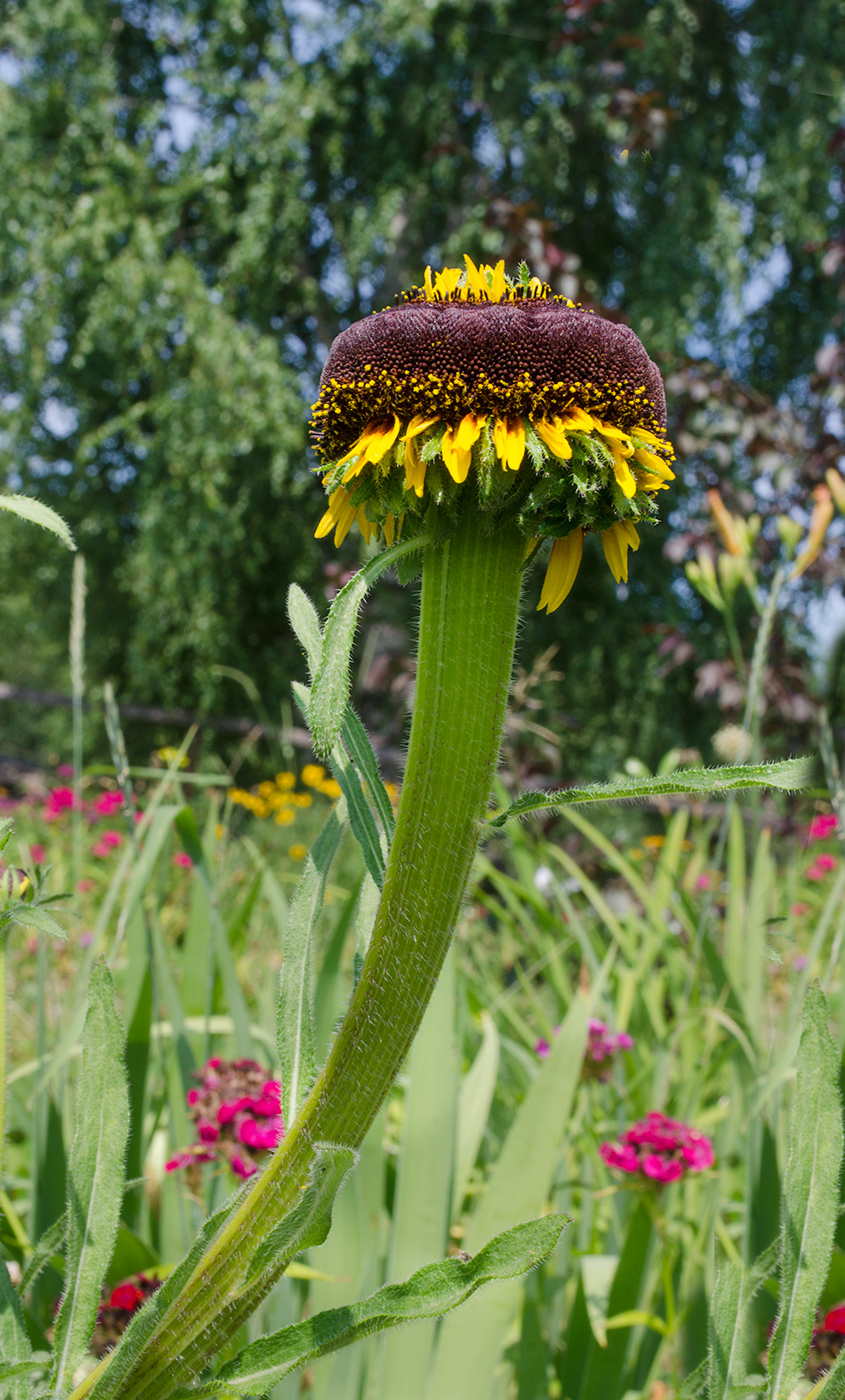 Изображение особи Rudbeckia hirta.