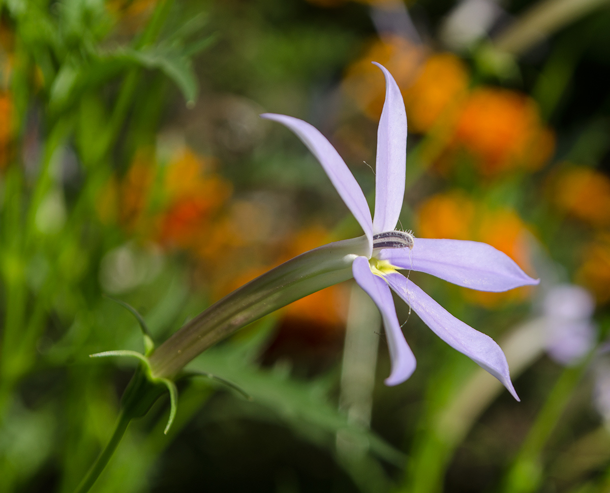 Image of Isotoma axillaris specimen.