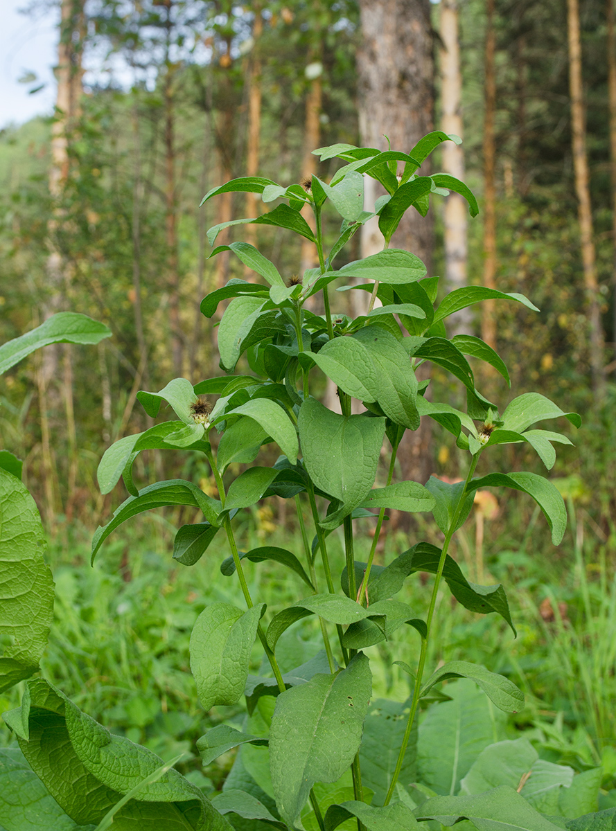 Изображение особи Centaurea pseudophrygia.