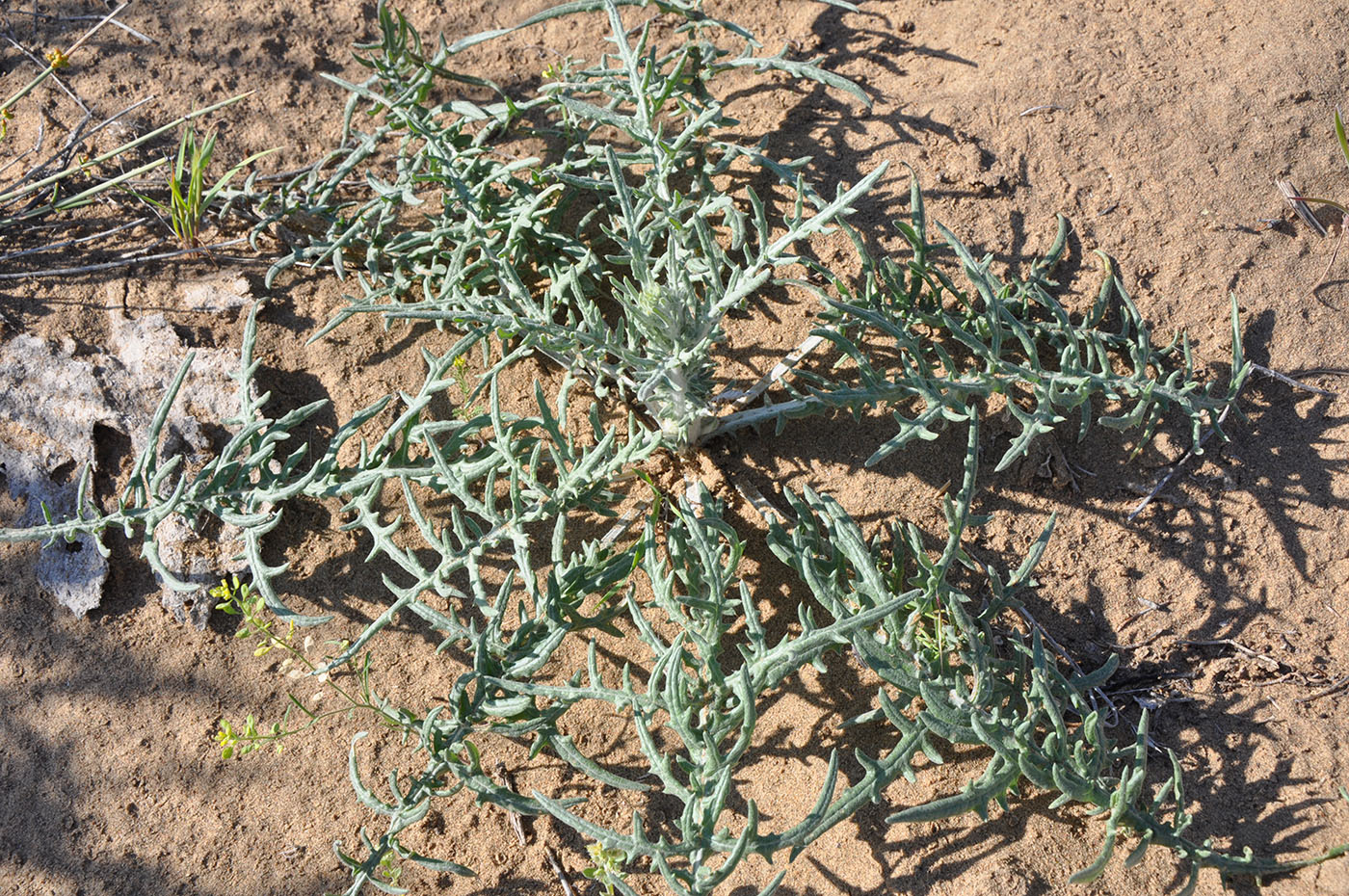 Image of Cousinia dissecta specimen.