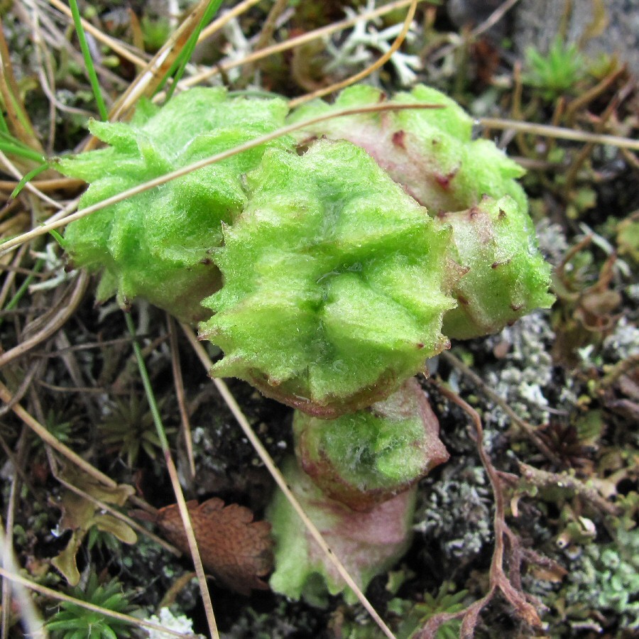 Изображение особи Artemisia borealis.