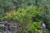Sambucus racemosa
