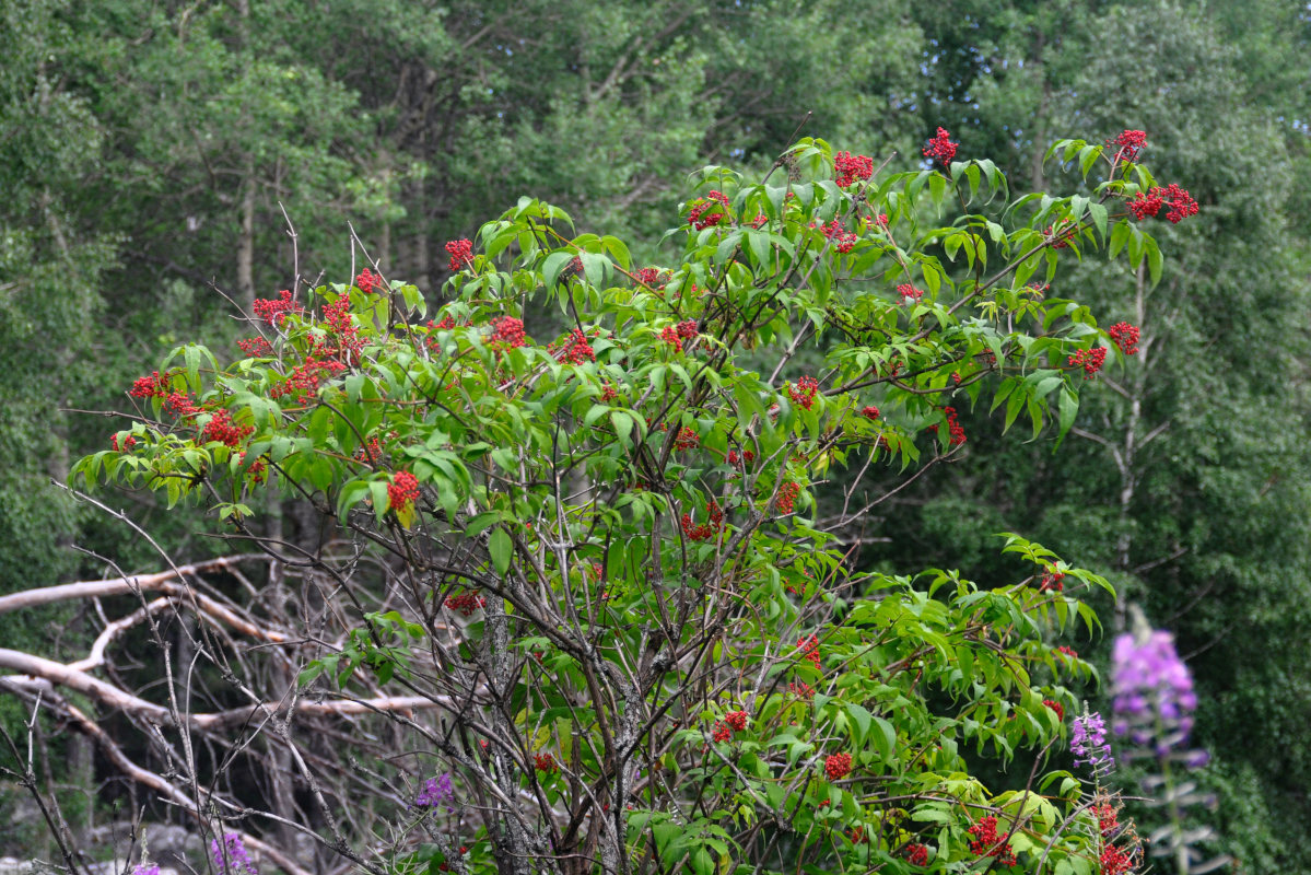 Image of Sambucus racemosa specimen.
