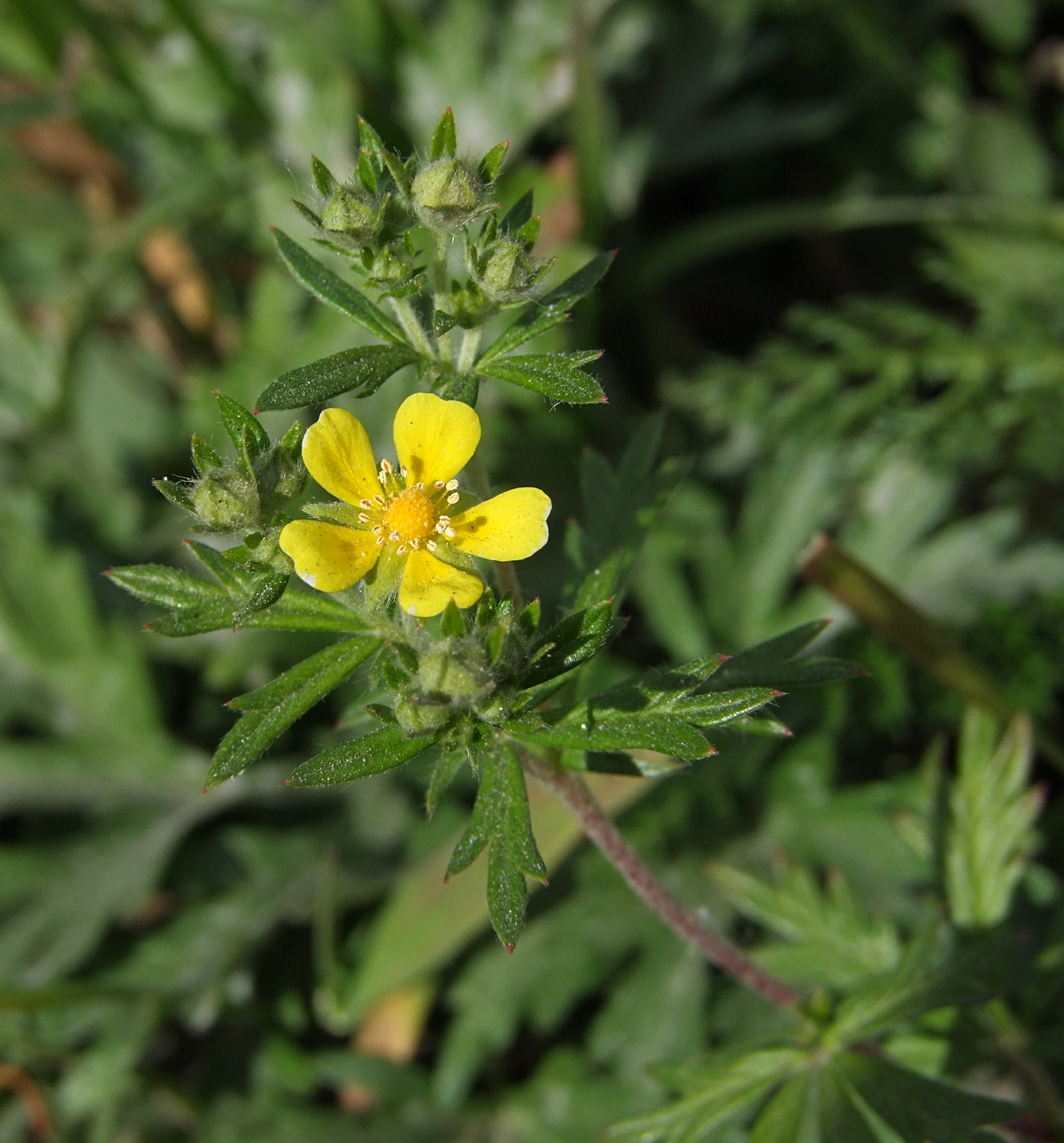 Изображение особи Potentilla argentea.