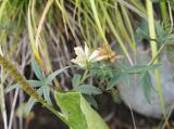 Trifolium lupinaster