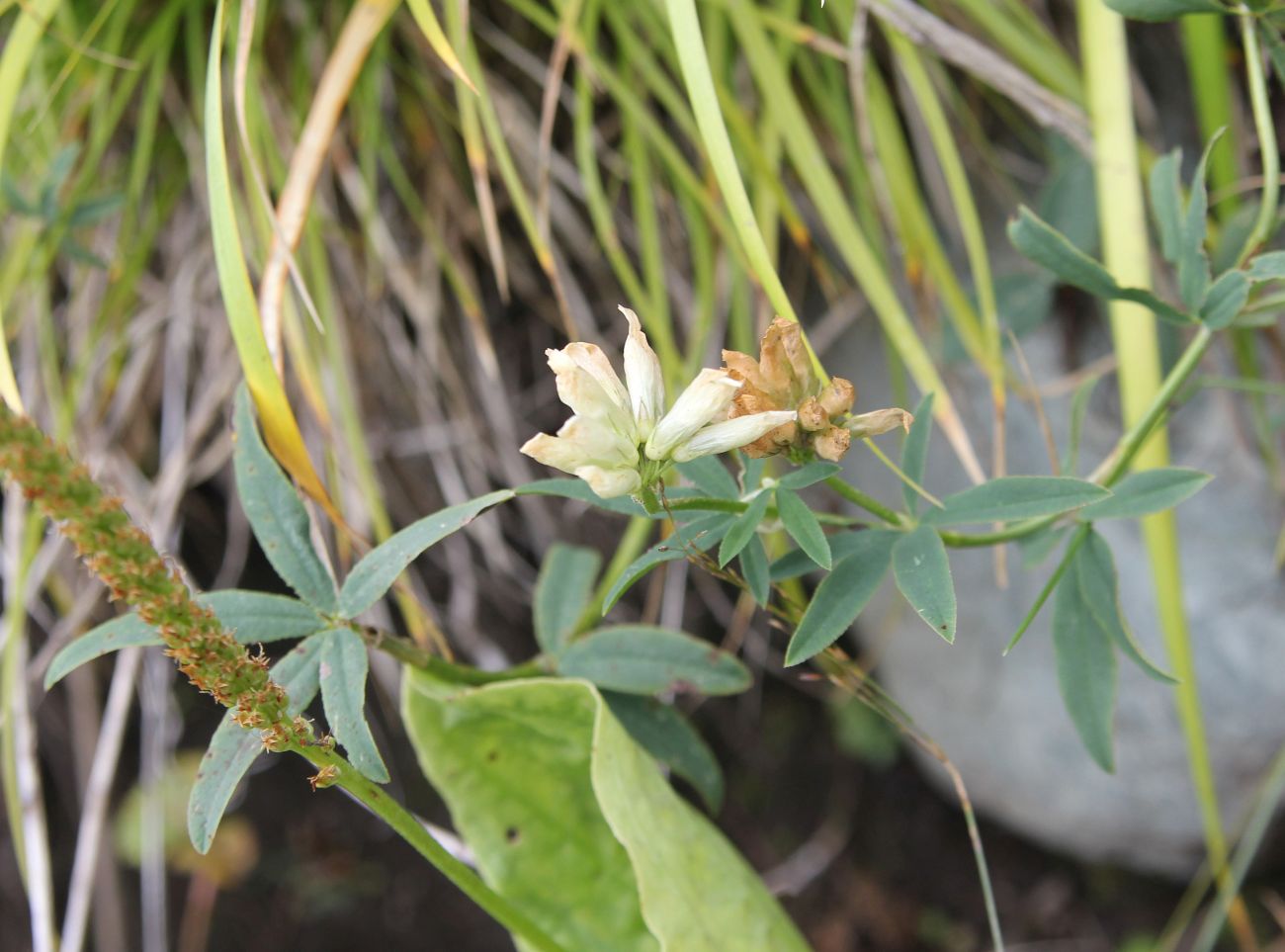 Image of Trifolium lupinaster specimen.