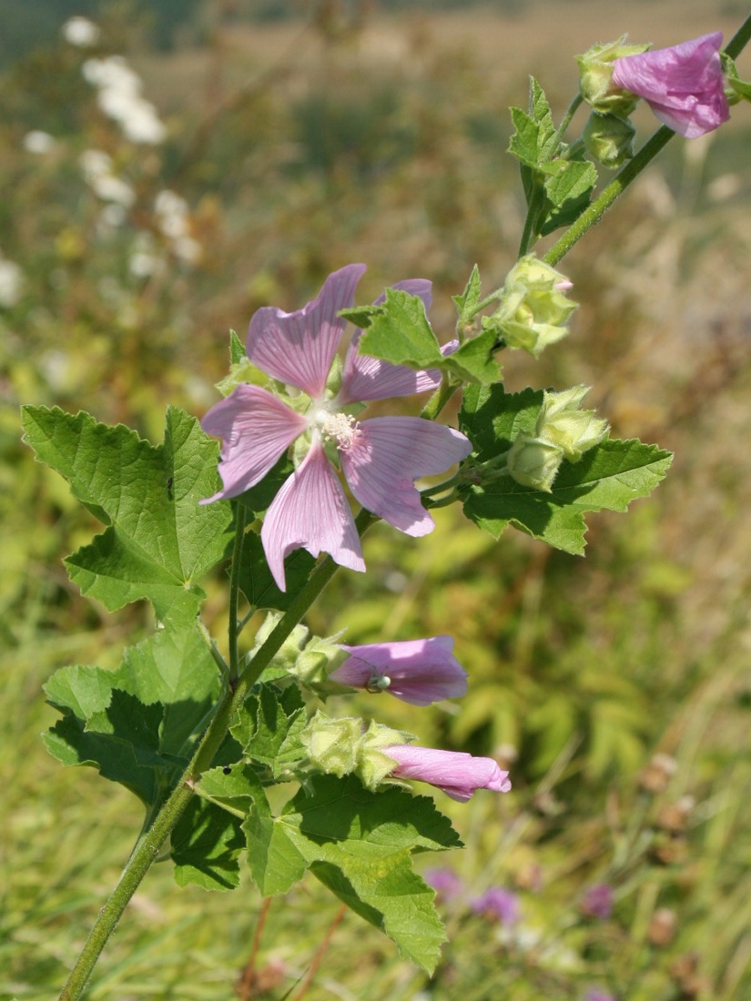 Image of Malva thuringiaca specimen.