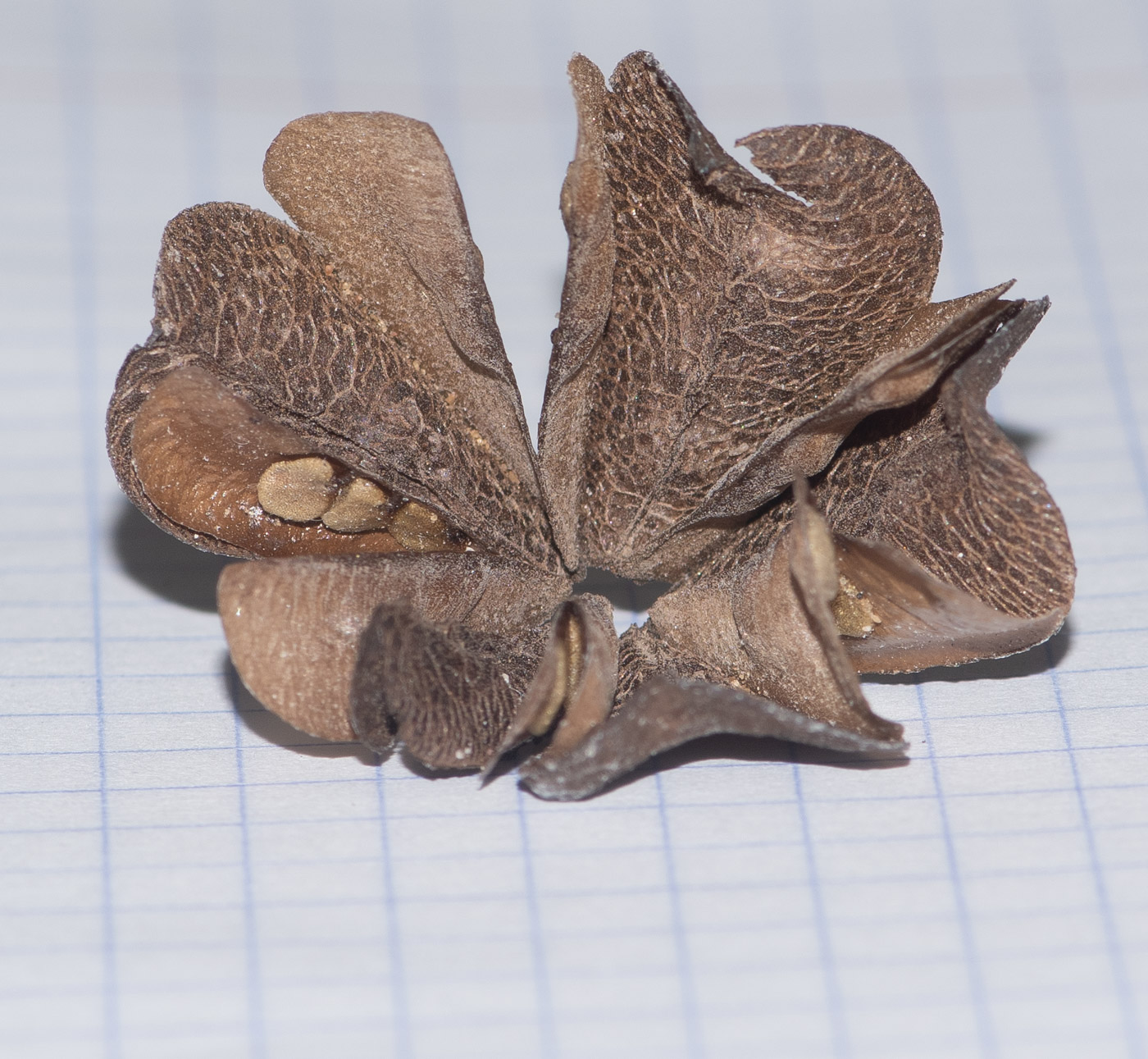 Image of Zygophyllum stapffii specimen.