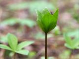 Paris quadrifolia