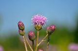 Cirsium arvense. Распустившееся и бутонизирующие соцветия. Московская обл., окр. г. Железнодорожный, долина р. Чёрная, залежь. 07.07.2020.