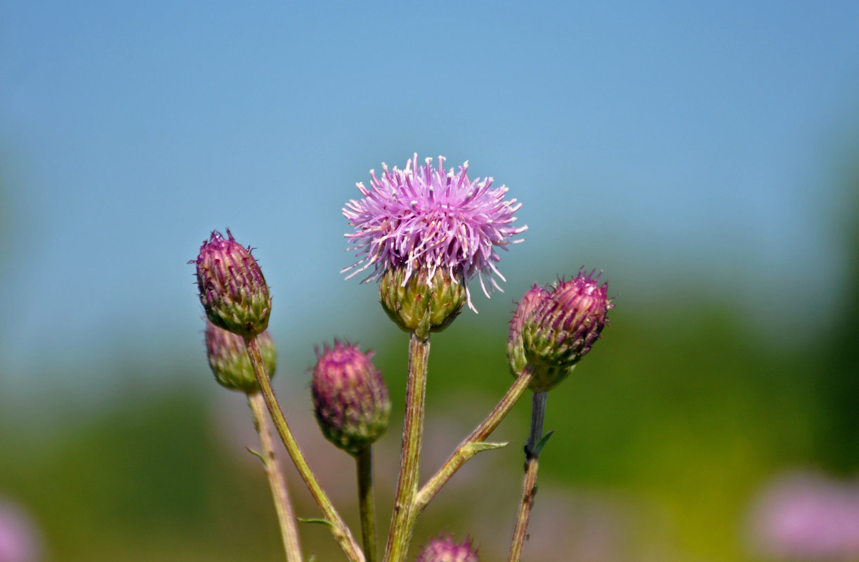 Изображение особи Cirsium arvense.