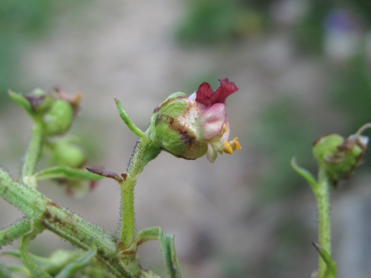 Изображение особи Scrophularia olympica.