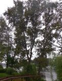 Populus &times; sibirica