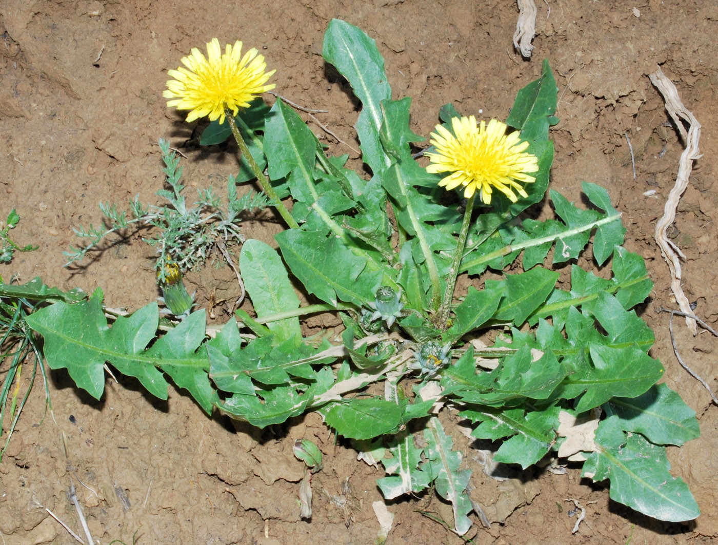 Image of Taraxacum monochlamydeum specimen.