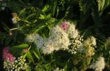 Spiraea japonica. Соцветия с разноцветными цветками. Московская обл., г. Истра, Новоиерусалимский монастырь, в озеленении территории. 22.09.2020.