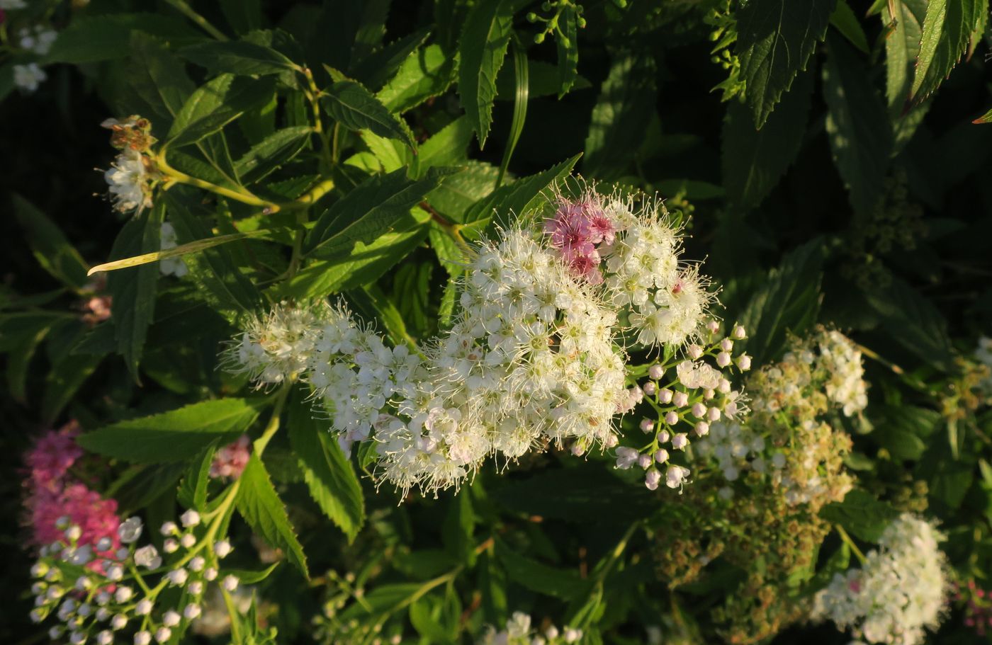 Image of Spiraea japonica specimen.