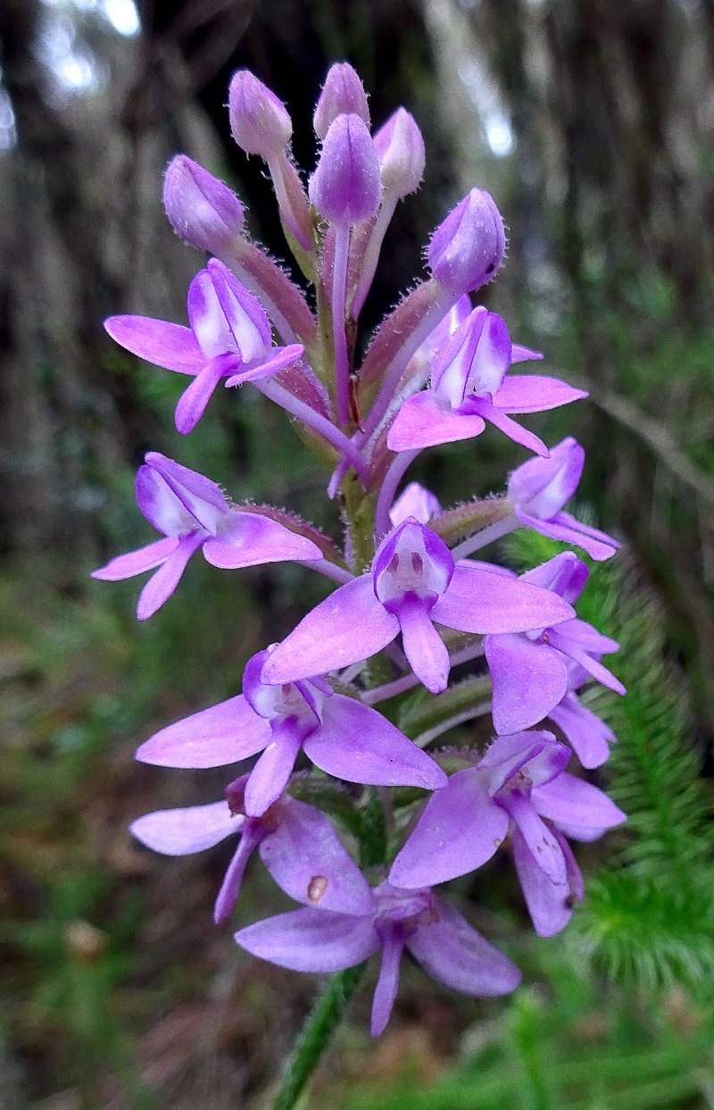 Image of Cynorkis buchananii specimen.