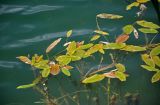 Potamogeton natans