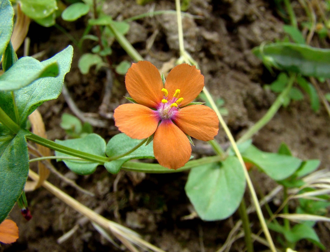 Image of Anagallis arvensis specimen.