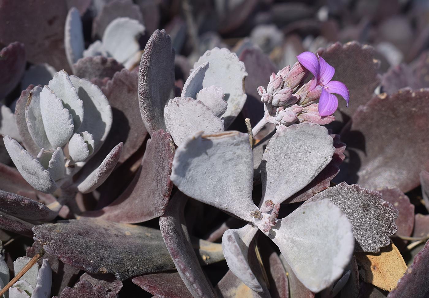 Изображение особи Kalanchoe pumila.