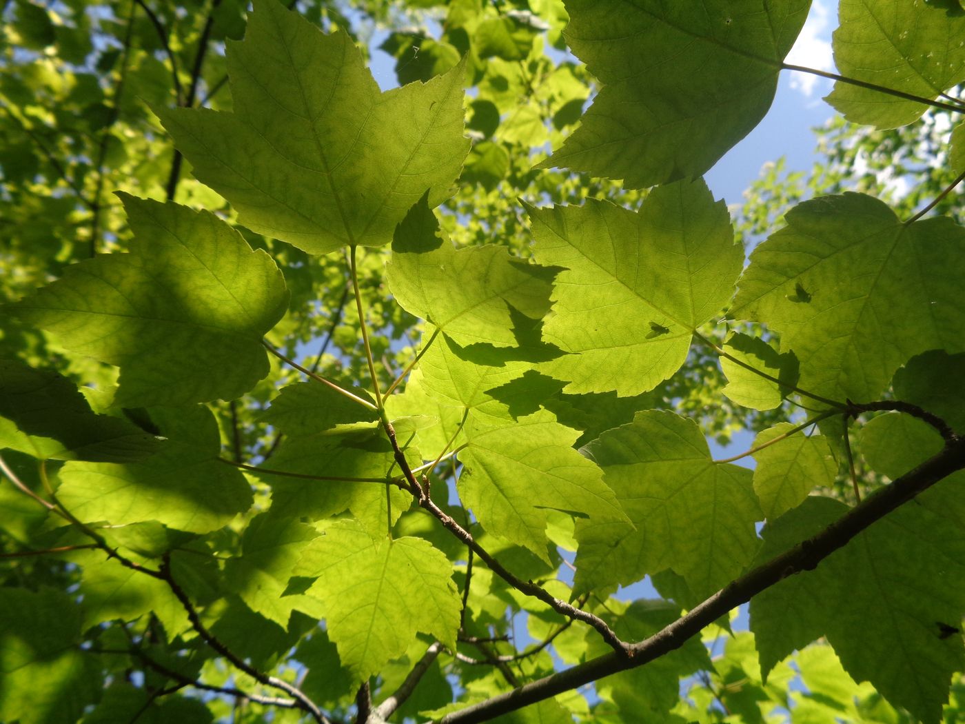 Image of Acer rubrum specimen.