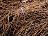 Crocus reticulatus