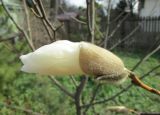 Magnolia salicifolia. Распускающийся цветок. Московская обл., Щёлковский р-н, в культуре. 22.04.2021.