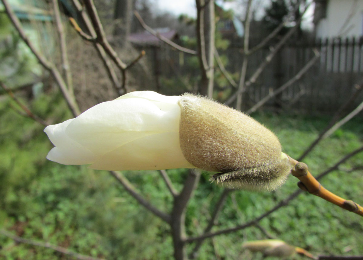 Изображение особи Magnolia salicifolia.