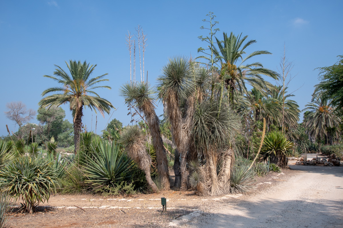 Изображение особи Yucca elata.