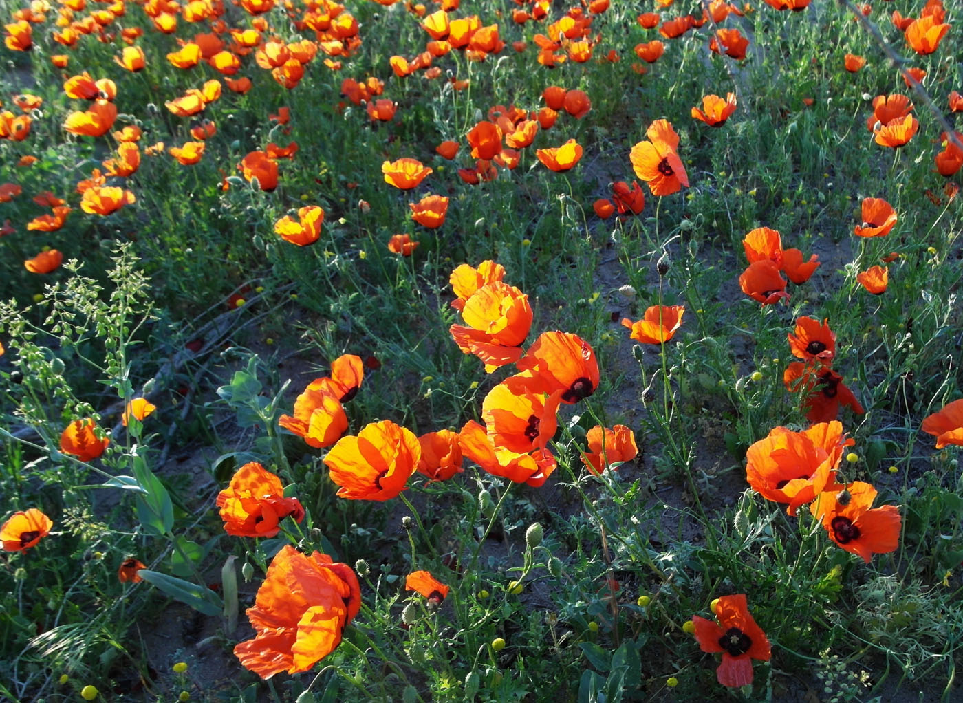 Изображение особи Papaver pavoninum.