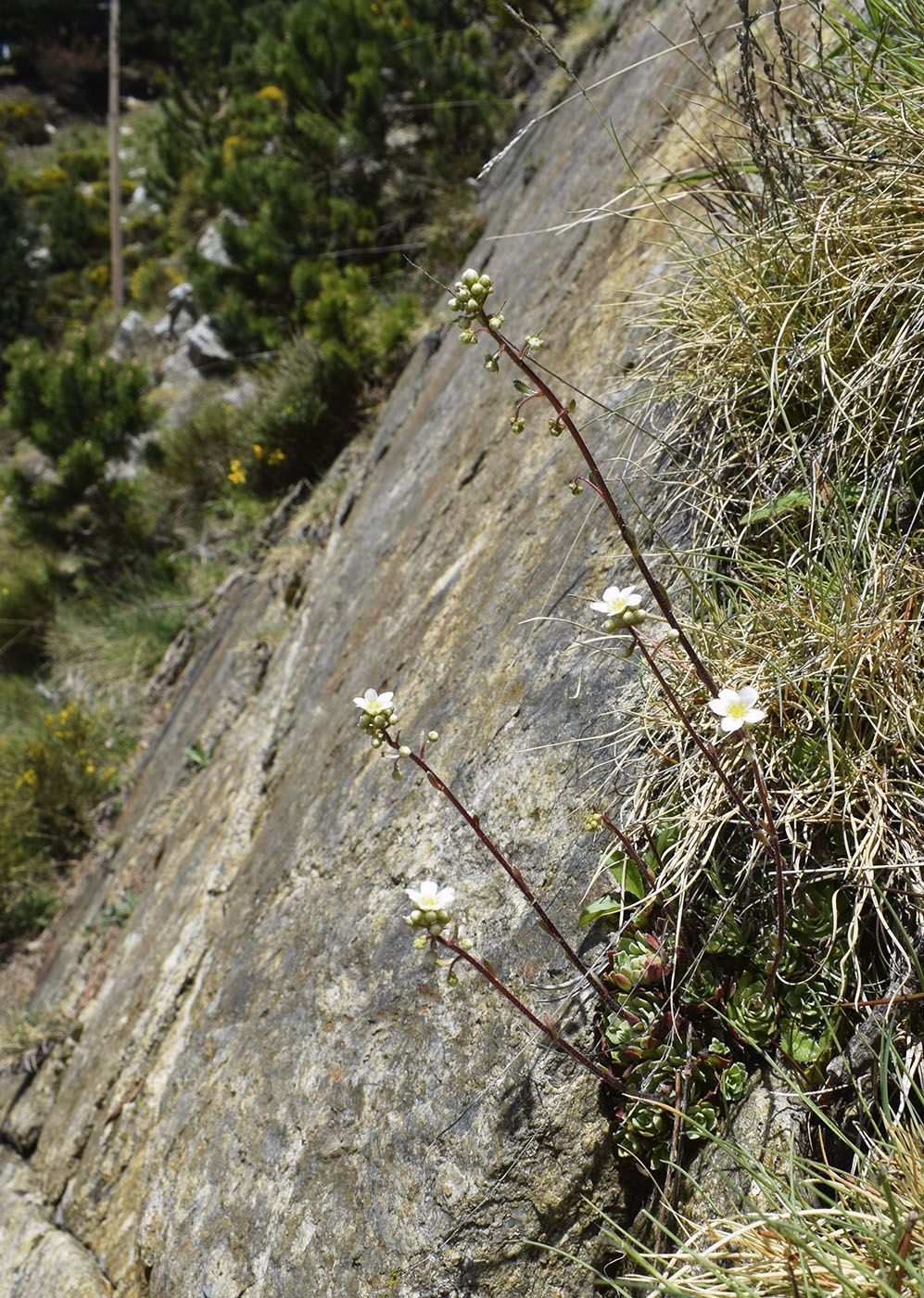 Image of Saxifraga paniculata specimen.