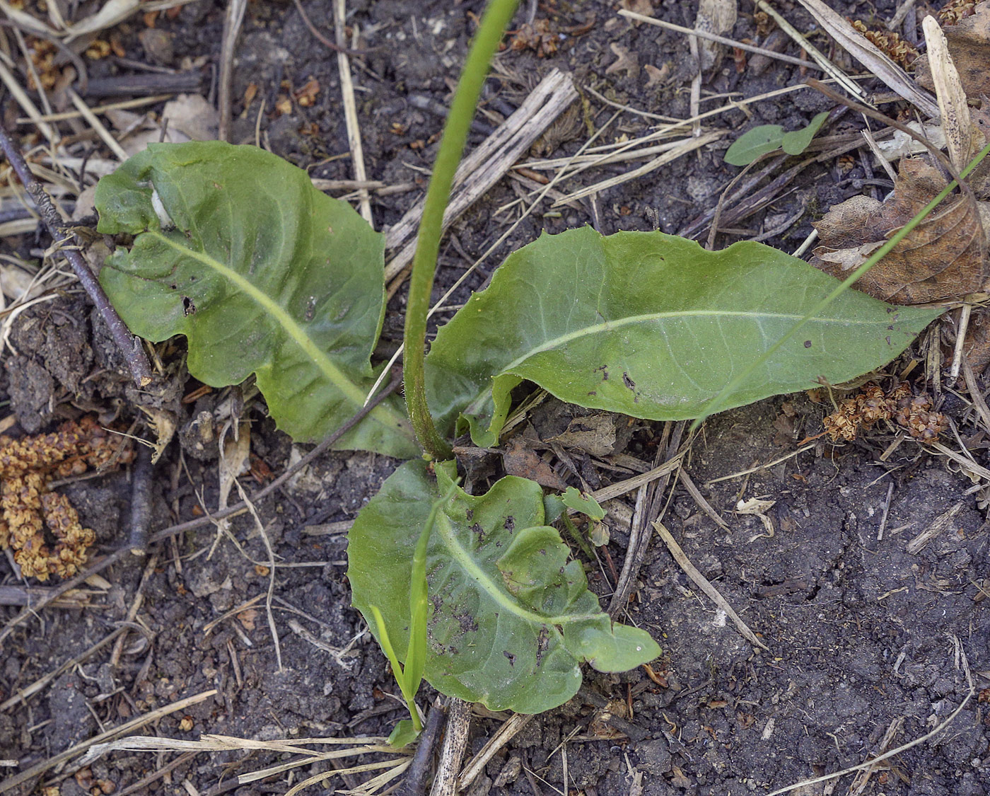 Изображение особи Crepis praemorsa.