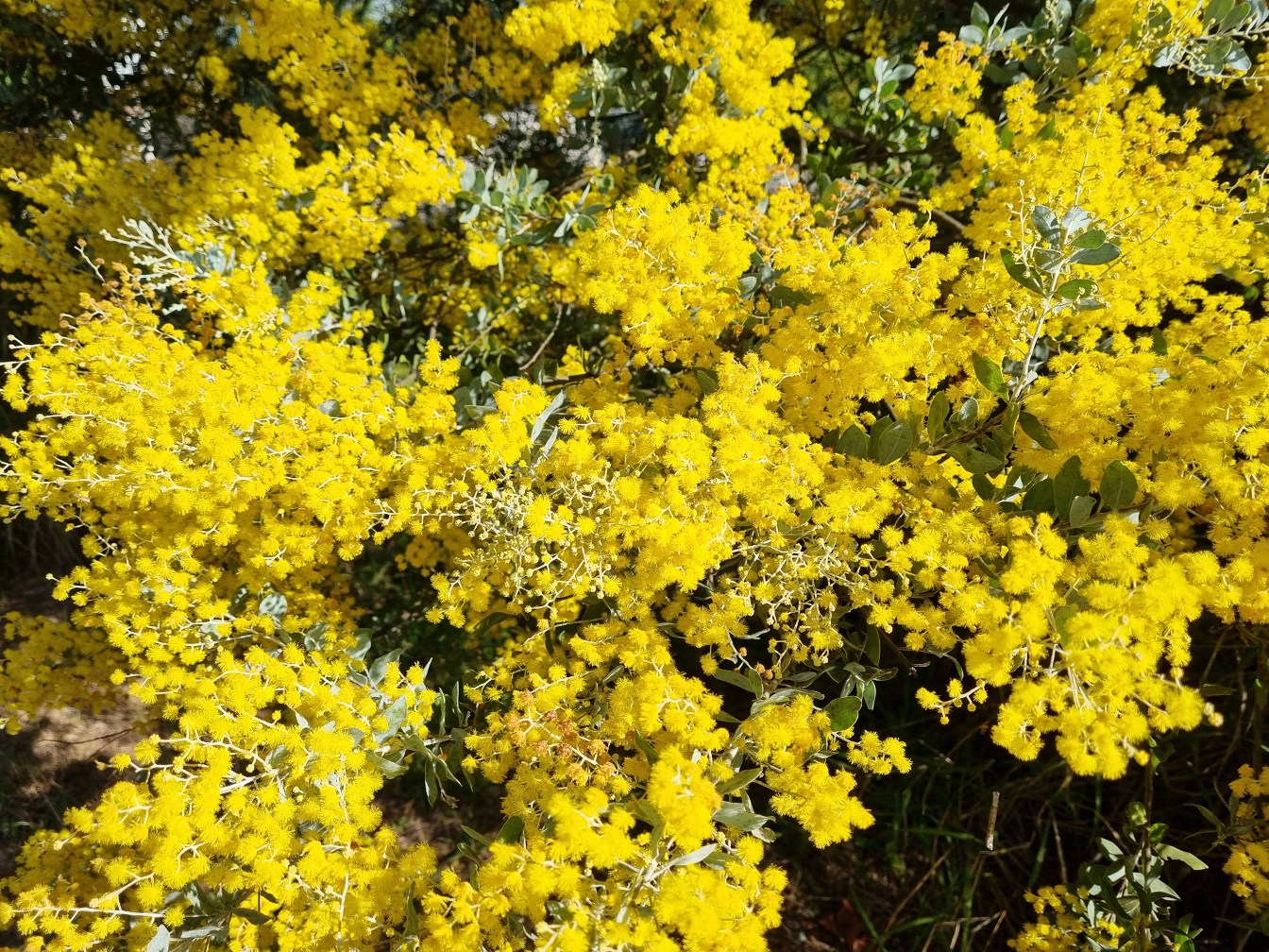 Image of Acacia podalyriifolia specimen.