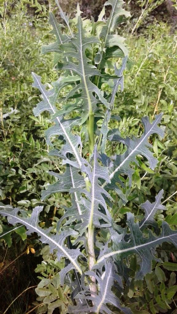 Image of Lactuca serriola specimen.