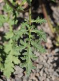 Scrophularia olympica