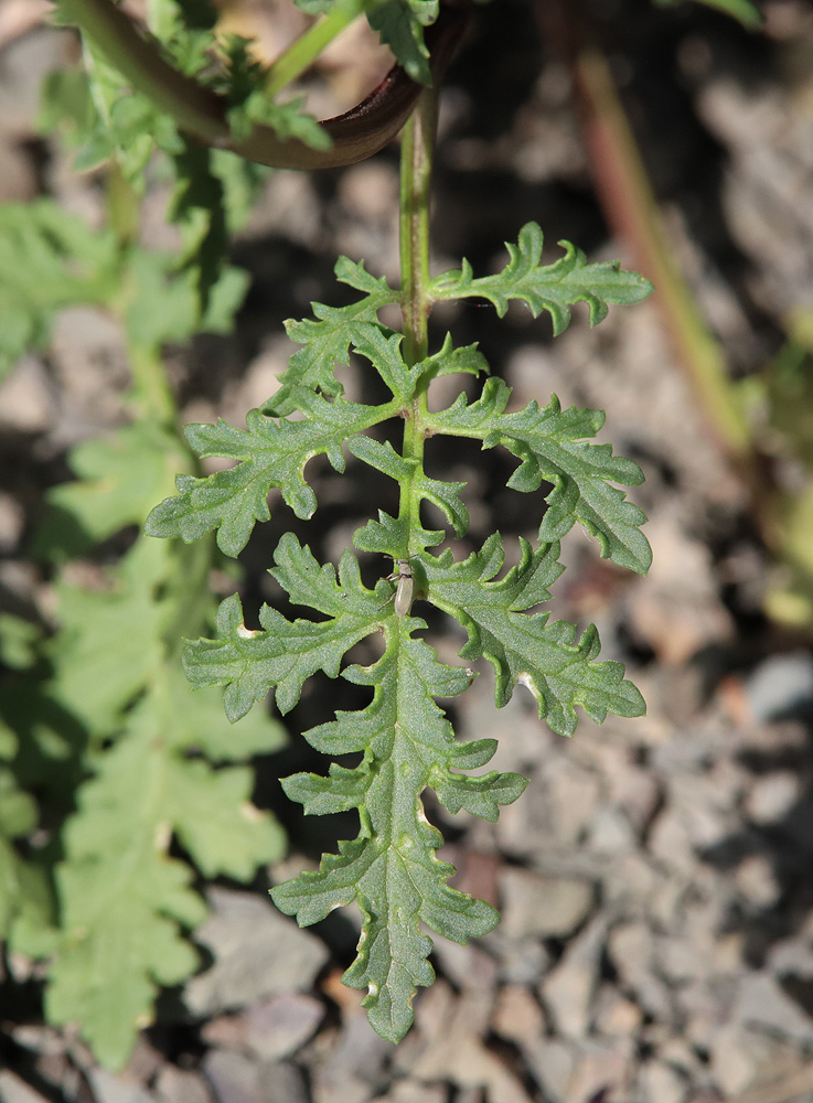 Изображение особи Scrophularia olympica.